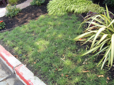 UC-VERDE-week-4_gardenchick