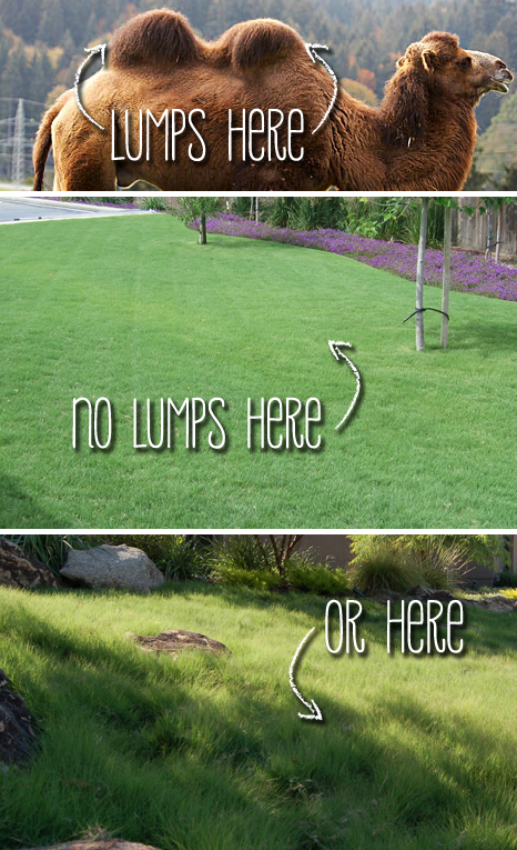 UC Verde Buffalograss Grown by Takao Nursery - Lump-Free Lawn