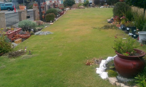 UC Verde Buffalograss Grown By Takao Nursery