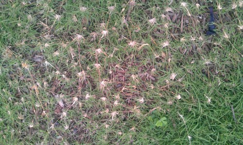 UC Verde Buffalograss Runners :: Takao Nursery