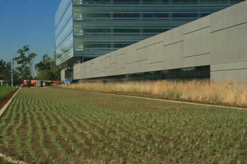 Takao Nursery UC Verde Buffalograss Hyundai Project