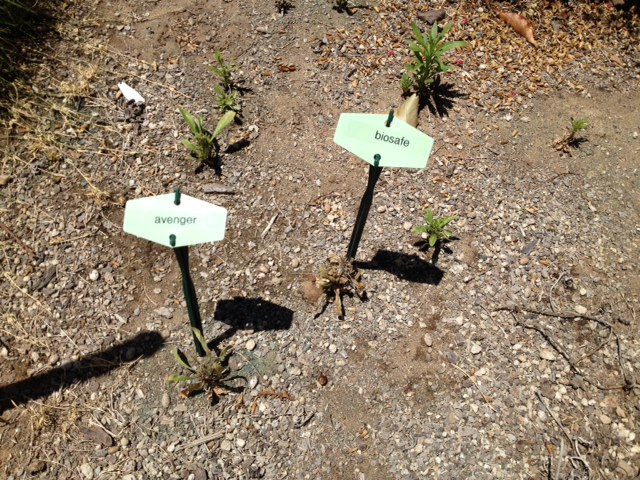 comparison.day1.4hours.weeds