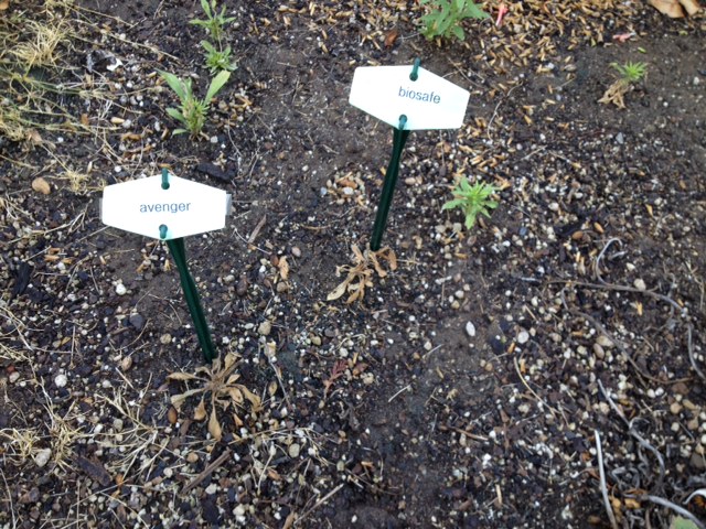 comparison.day4.weed